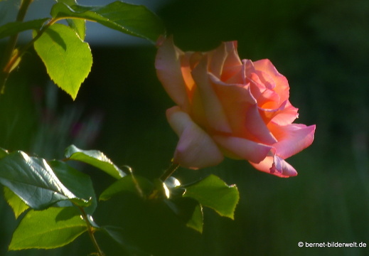 21-06-12-klostergarten-mariahilf-054