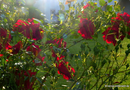 21-06-12-klostergarten-mariahilf-064