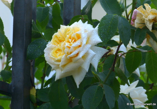 21-06-12-klostergarten-mariahilf-076