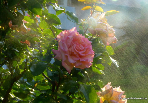 21-06-12-klostergarten-mariahilf-083