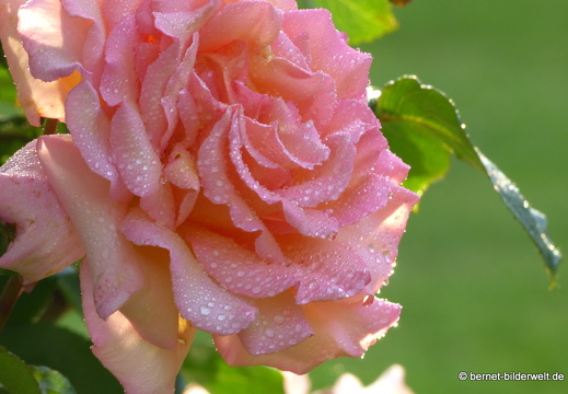 21-06-12-klostergarten-mariahilf-087