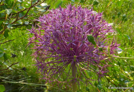 21-06-12-klostergarten-mariahilf-106