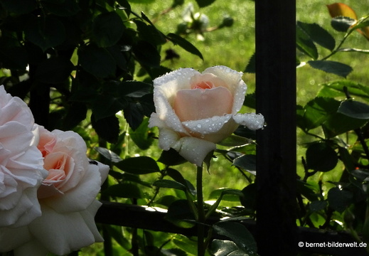 21-06-12-klostergarten-mariahilf-114
