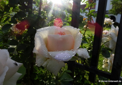 21-06-12-klostergarten-mariahilf-119
