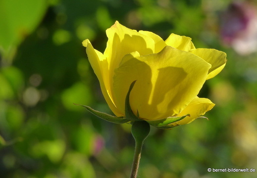 21-06-12-klostergarten-mariahilf-166