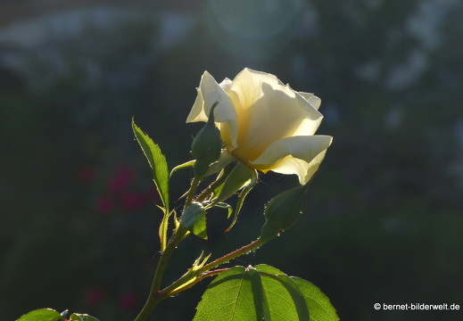 21-06-12-klostergarten-mariahilf-169