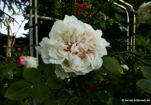 21-06-12-klostergarten-mariahilf-194