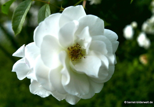 21-06-12-klostergarten-mariahilf-205