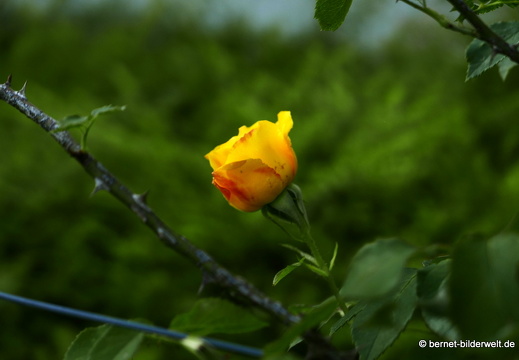 21-06-12-klostergarten-mariahilf-206