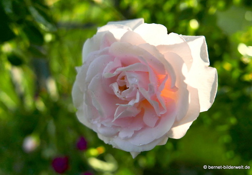 21-06-12-klostergarten-mariahilf-208