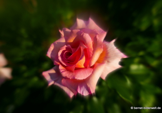 21-06-12-klostergarten-mariahilf-213