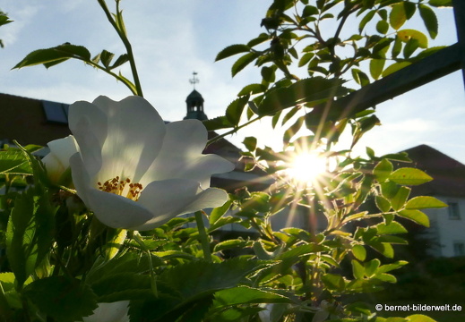 21-06-12-klostergarten-mariahilf-223