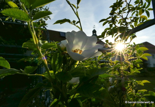 21-06-12-klostergarten-mariahilf-224