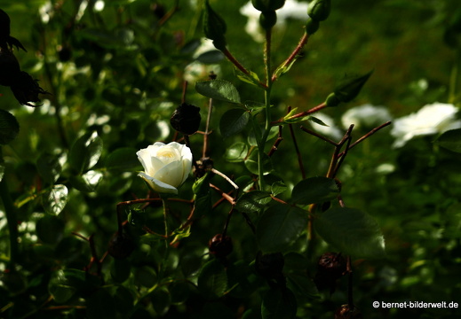 21-06-12-klostergarten-mariahilf-252