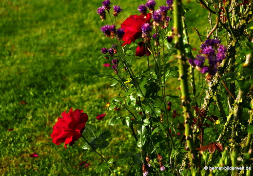 21-06-12-klostergarten-mariahilf-254