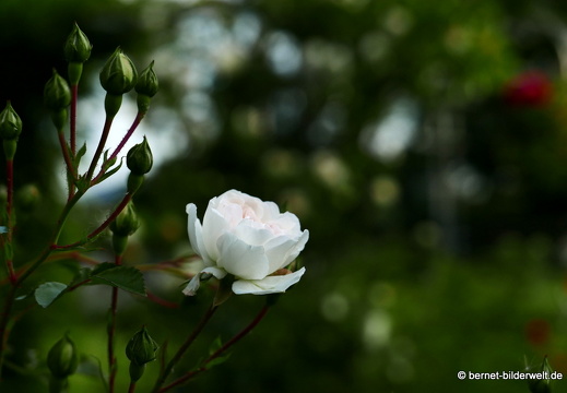 21-06-12-klostergarten-mariahilf-256