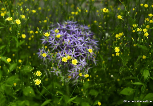 21-06-12-klostergarten-mariahilf-265