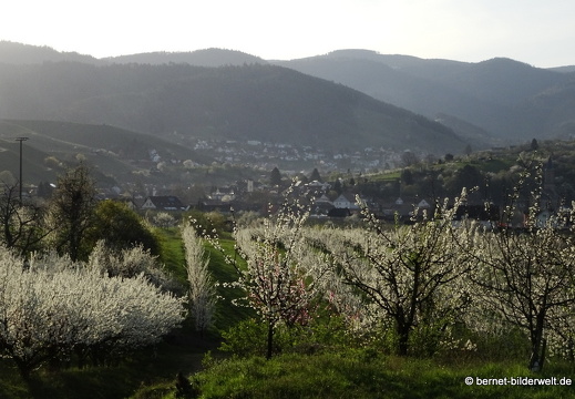 21-04-01-obstbluete-weinberge-071