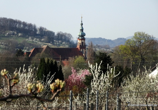 21-04-01-obstbluete-weinberge-kappelwindeck-kirche-005