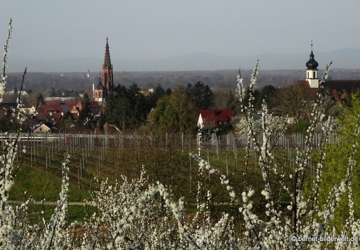 21-04-01-obstbluete-weinberge-kirche-klosterkirche-buehl-001