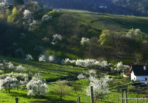 21-04-04-einsiedelweg-026