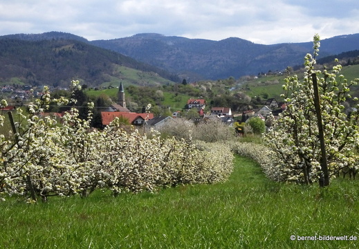 21-04-17-weinberge-aussicht-altschweier-001