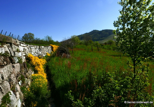 21-04-25-weinberge-trockenmauer-002
