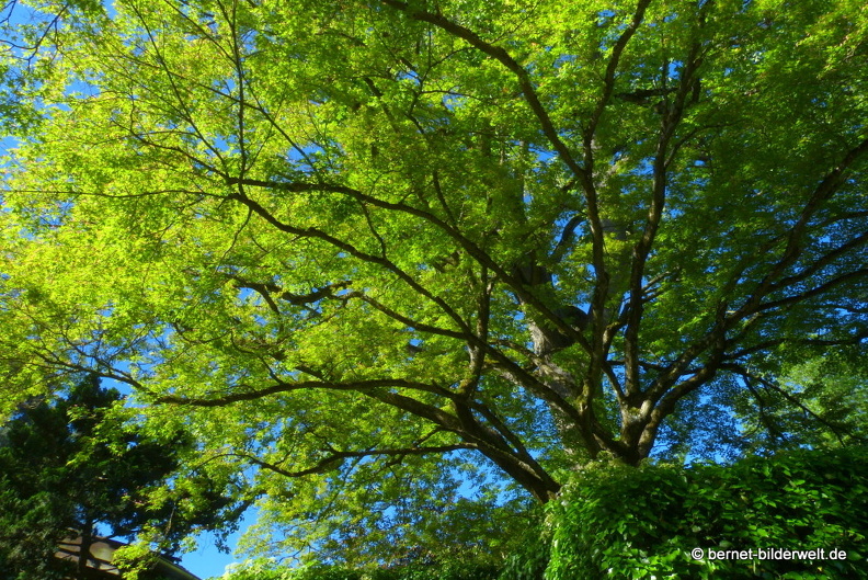 21-06-01-burgweg-007.JPG
