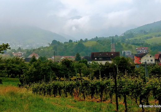 21-06-08-weinberge-nach dem regen-010