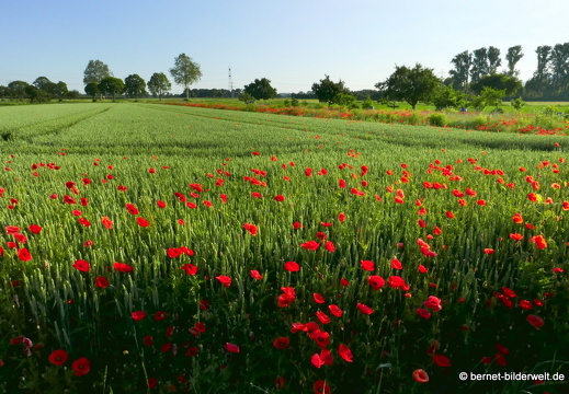 21-06-13-oberweier-mohnblumenfeld beim tabakschuppen-013