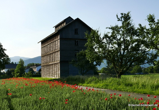 21-06-13-oberweier-mohnblumenfeld beim tabakschuppen-014