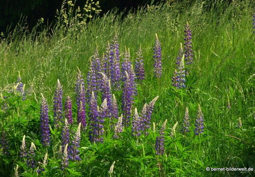 21-06-17-sand-lupinenfeld-an der b500-