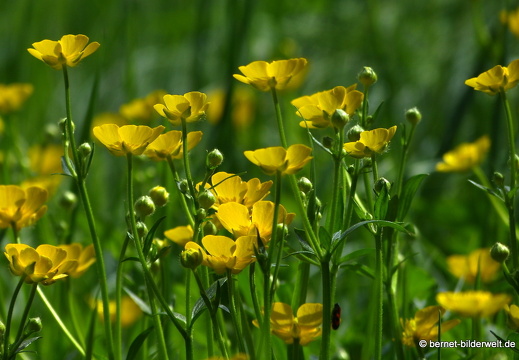 21-06-17-sand-lupinenfeld-an der b500-butterblumen-