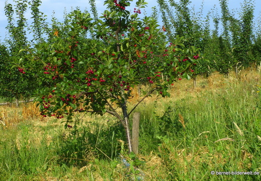 21-06-18-weinberge-012