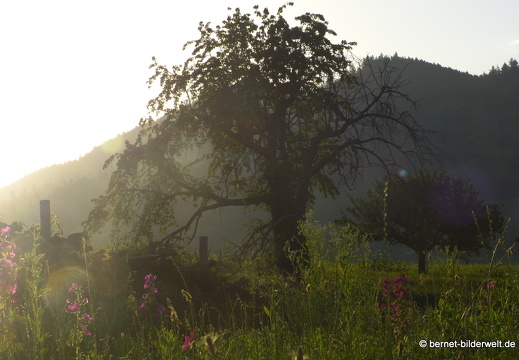 21-06-19-weinberge-013