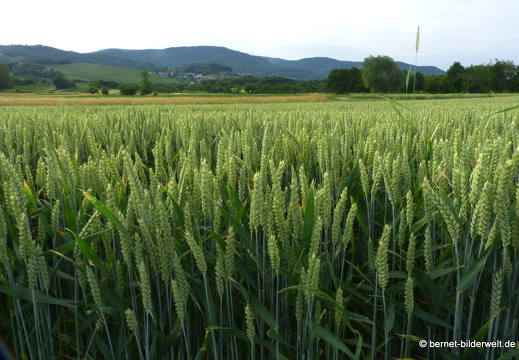 21-06-20-friedensweg-salzwaesserle-getreidefelder-011