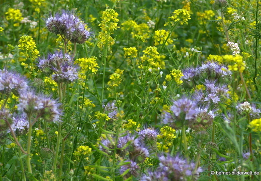 21-06-20-friedensweg-salzwaesserle-getreidefelder-016