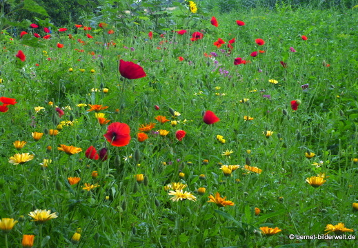 21-07-05-oberweier-sommerwiese-016