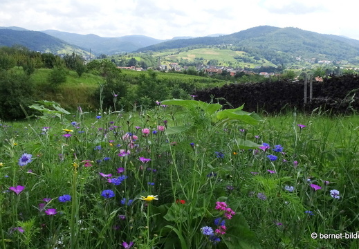 21-07-09-weinberge-altschweier-001