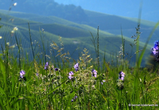 21-07-10-weinberge-009