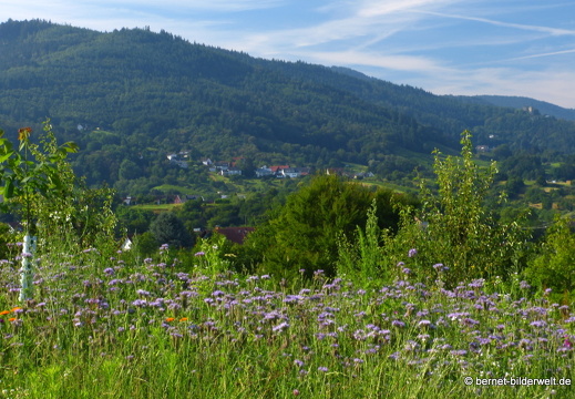 21-07-10-weinberge-aussicht-burg windeck-