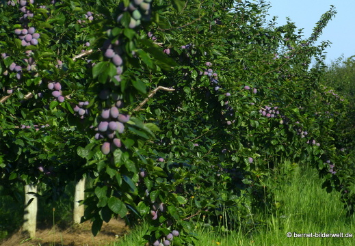 21-07-10-weinberge-zwetschgen-006