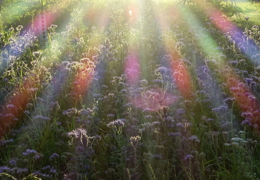 21-07-12-weinberge-sonnenaufgang-037