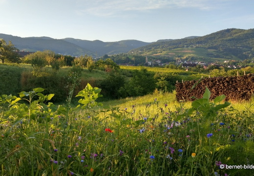 21-07-12-weinberge-sonnenaufgang-049