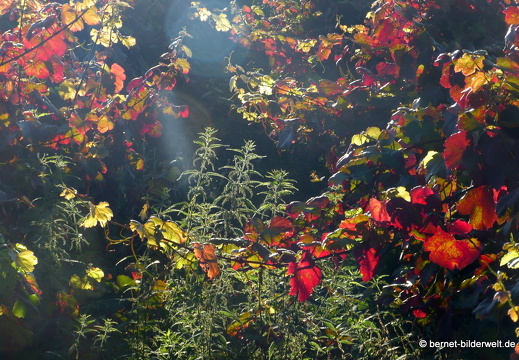 21-07-21-altschweier-weinberge-herbstfarben-011