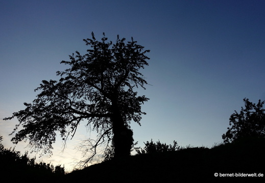 21-07-23-weinberge-hohenau-sommerwiese-068
