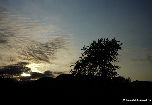 21-07-23-weinberge-hohenau-sommerwiese-082