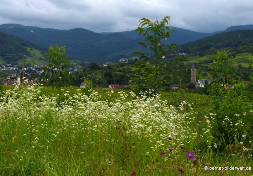 21-08-04-weinberge-sommerwiese-032