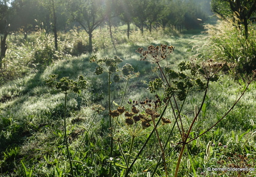 21-09-04-waldmatt-rittersbach-116