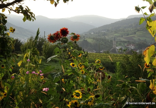21-09-22-weinberge-sonnenaufgang-023